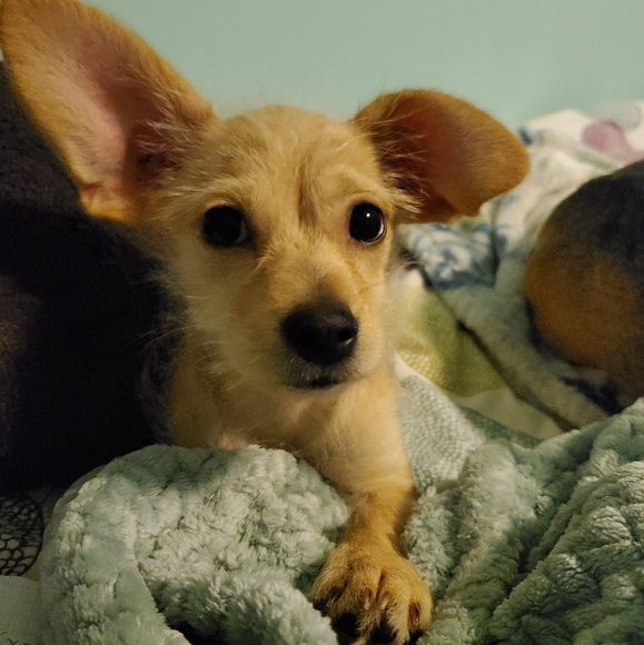 Meet your Posher, Selby - Picture 4 of 4